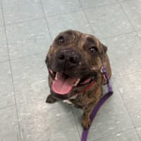 Photo of Luna