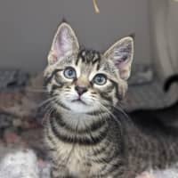 Photo of Sugar Pie