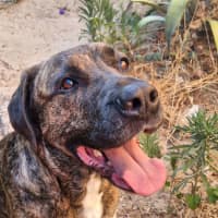 Photo of Luca And Tinka 