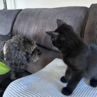 Photo of Hitam & Yana (Can Be Adopted Separately)