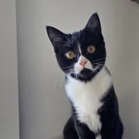 Photo of Reggie (Was Bella)