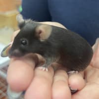 Photo of Miss Mousie