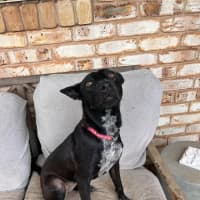 Photo of Willow