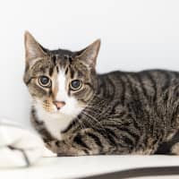 Photo of Opie