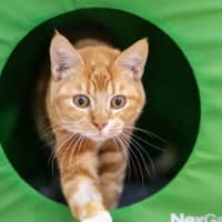 Photo of Carrot Cake