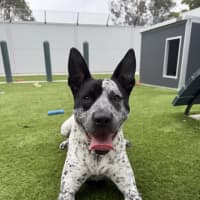 Photo of Buddy