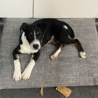 Photo of Charlie