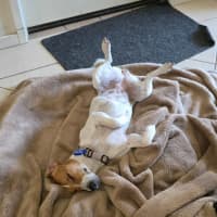 Photo of Rue   18 Month Old Jack Russell X