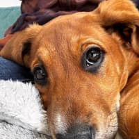 Photo of Abbie   4 Month Old Bull Arab X