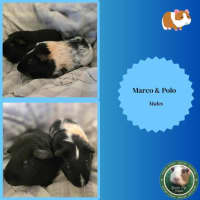 Photo of Marco & Polo