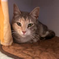 Photo of Aloha