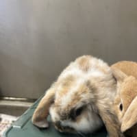 Photo of Lemon