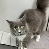 Photo of Maverick