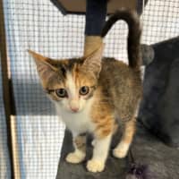 Photo of Biscuit