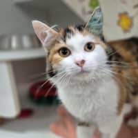 Photo of Miffy