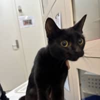 Photo of Shadow