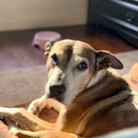 Photo of Missy   6 Year Old Staffy X