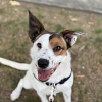 Photo of Rosie