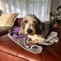Photo of Rocky