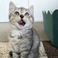 Photo of Nutmeg