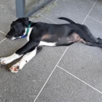 Photo of Enzo   17 Week Old Labrador X (Trial)