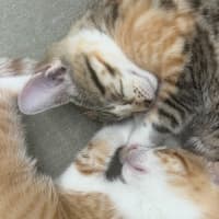 Photo of Maple & Olive