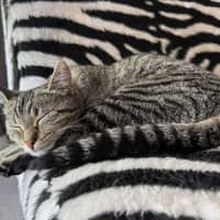 Photo of Sunny 