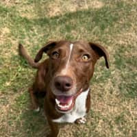 Photo of River   2 Year Old Dachshund X Kelpie