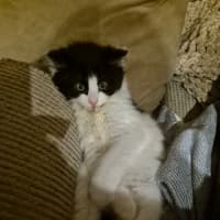 Photo of Daisy