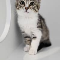 Photo of Patches Now Gypsy