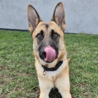 Photo of Pippa (68658)