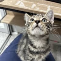 Photo of Stitch