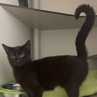 Photo of Diamond