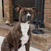 Photo of Gracie 