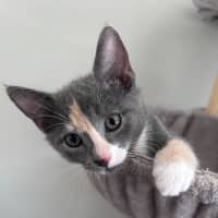 Photo of Meerkat 🐈 