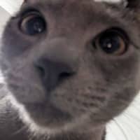 Photo of Smokey