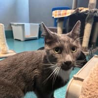 Photo of Sox