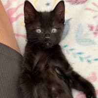 Photo of Midnight