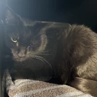 Photo of Boo