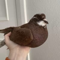 Photo of Potato Wedgie