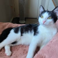 Photo of Oreo 