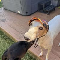 Photo of Cleo, The Greyhound