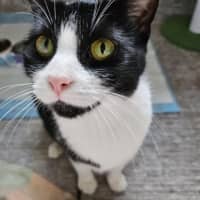 Photo of Gaia   Reduced Adoption Fee