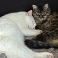 Photo of Angelo & Mist💜💙
