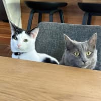 Photo of Domino And Lady 