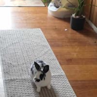 Photo of Hummingbird