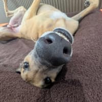 Photo of Sid, The Greyhound