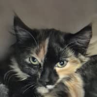 Photo of Pepsi