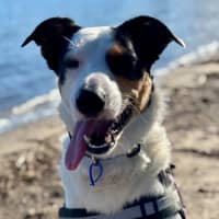 Photo of Toby   2 Year Old Border Collie