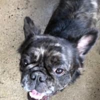 Photo of Thumper